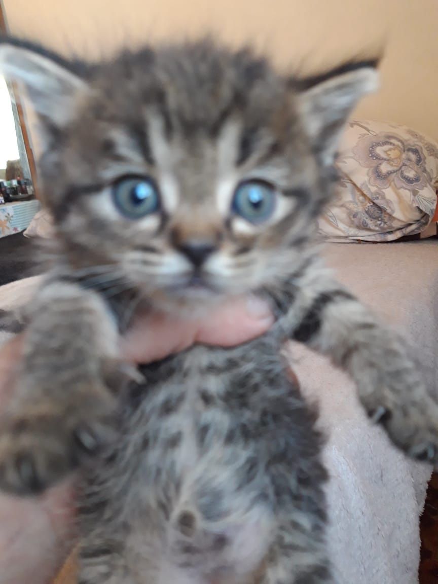 Котята на продажу,скотиш страйт