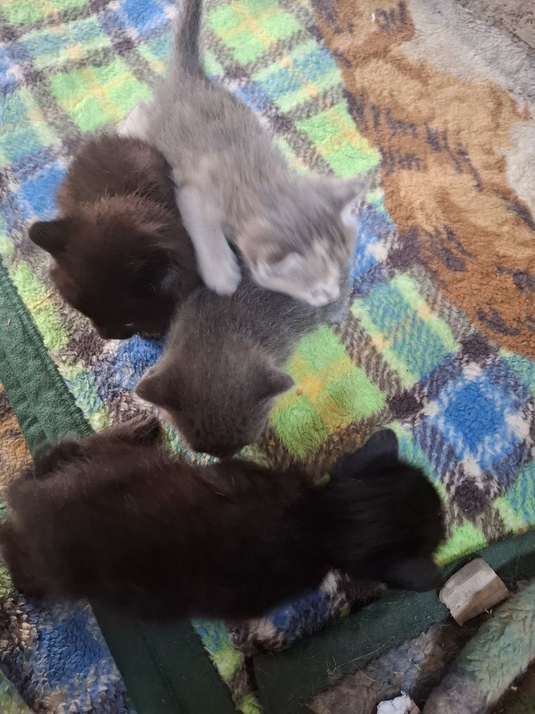 Отдам даром котят