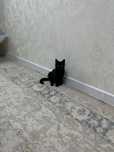 Котенок кот (мальчик)
