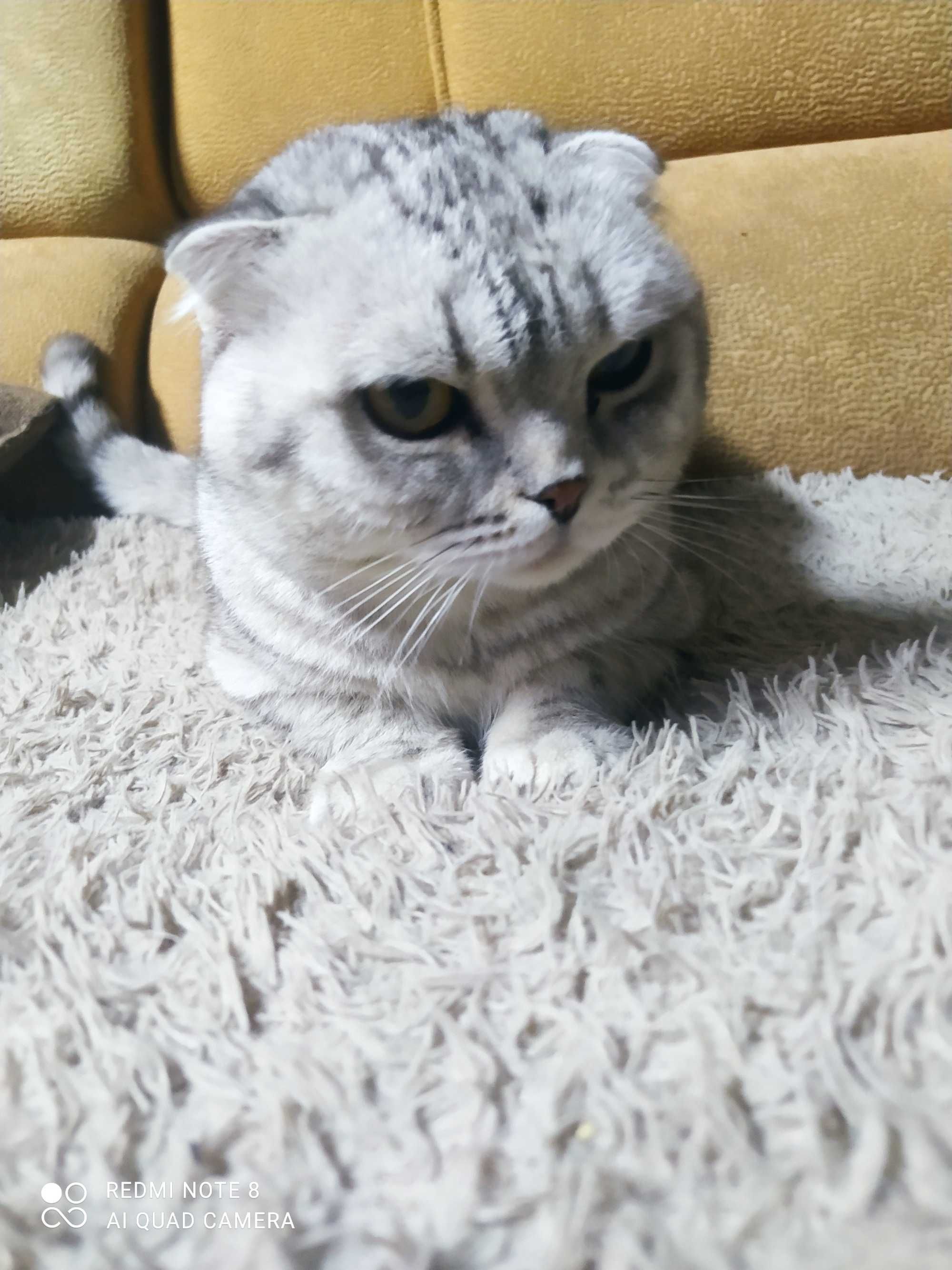 Вязка кот шотландский вислоухий Скоттиш фолд  мраморного окраса