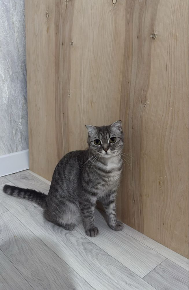 отдам кошку шотландская вислоухая в хорошие руки