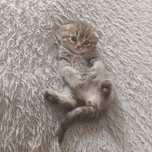 Котята шотландские