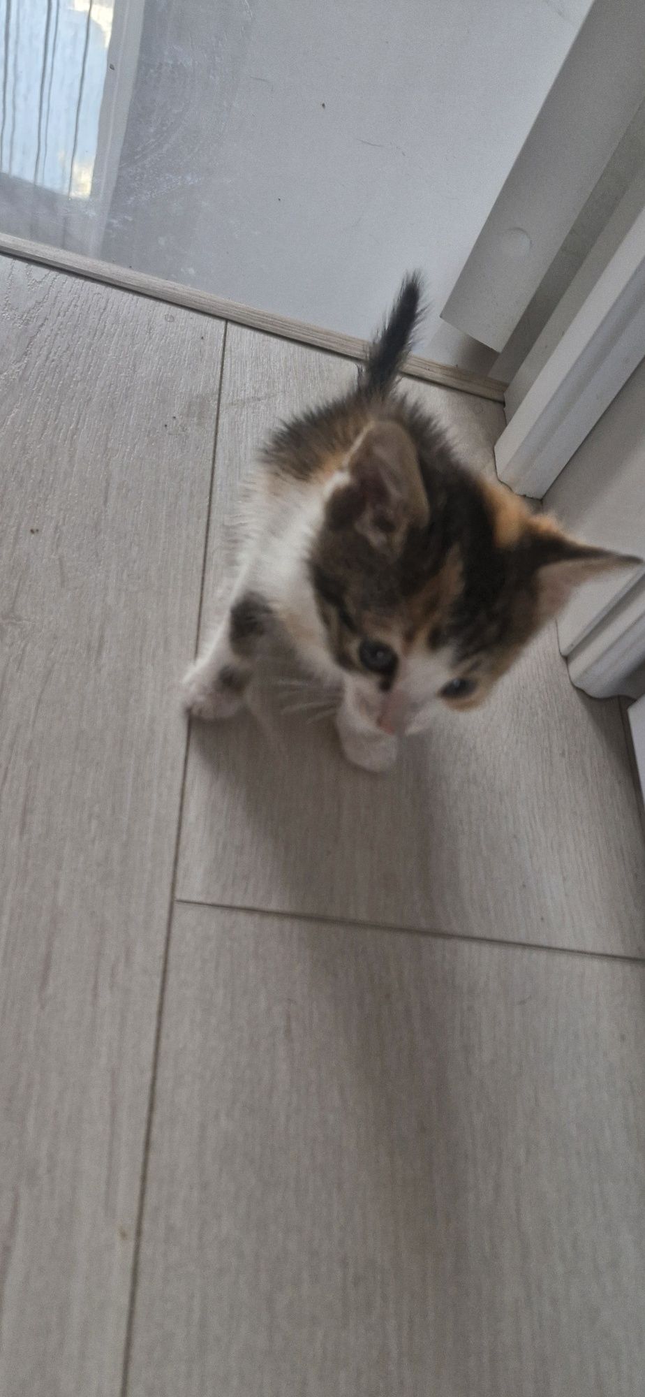 Котенок (кошка), 1.5 месяца