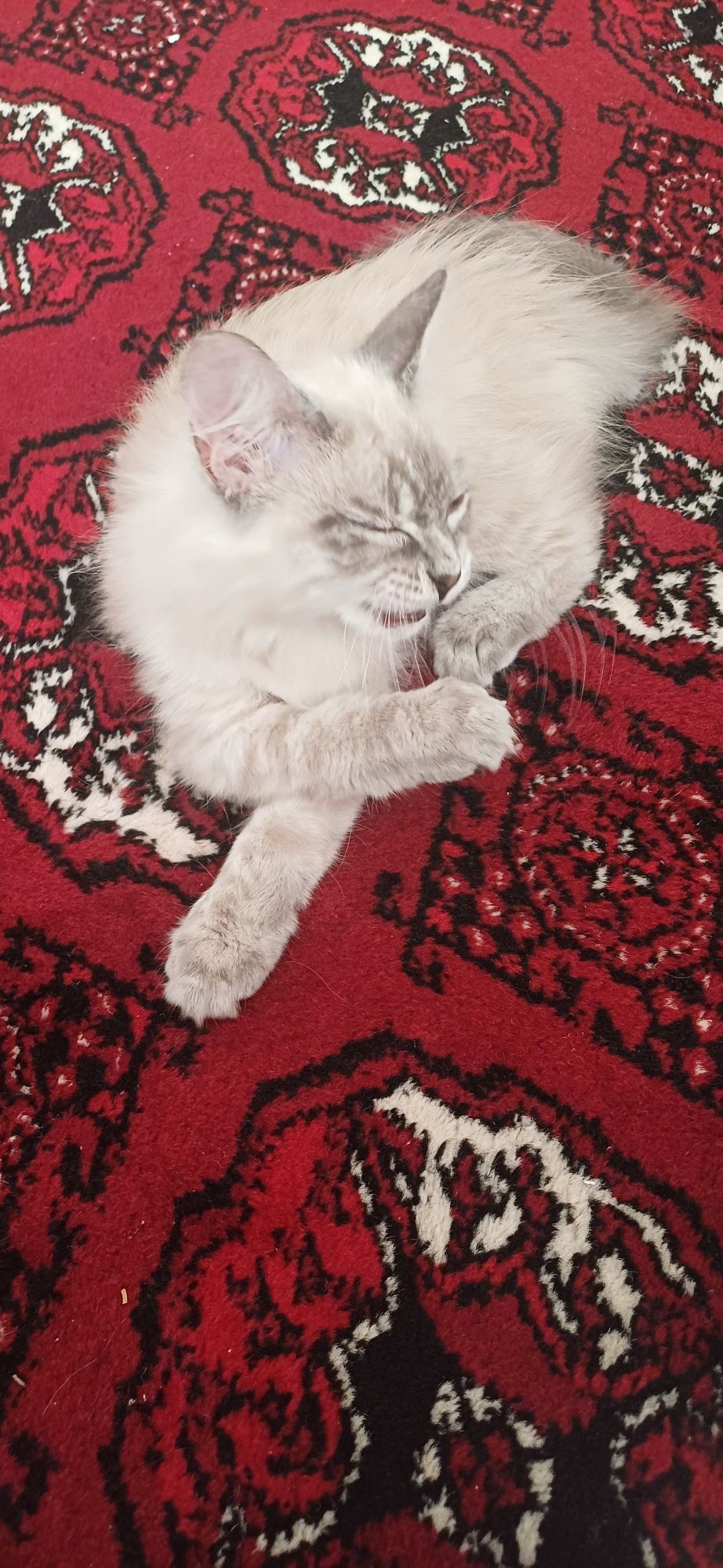 Котенок Регдолл 2.5 месяцев