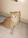Отдам котят в хорошие руки
