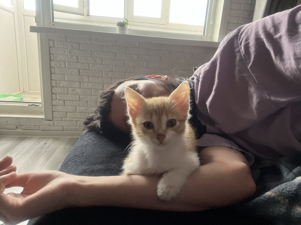 котёнок в добрые и ответственные руки