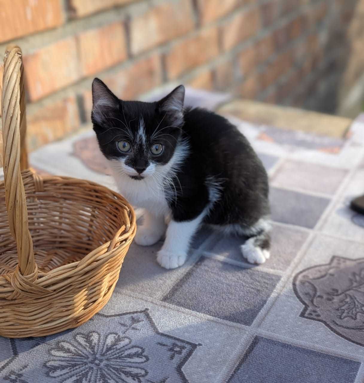 Отдам очень милых котят