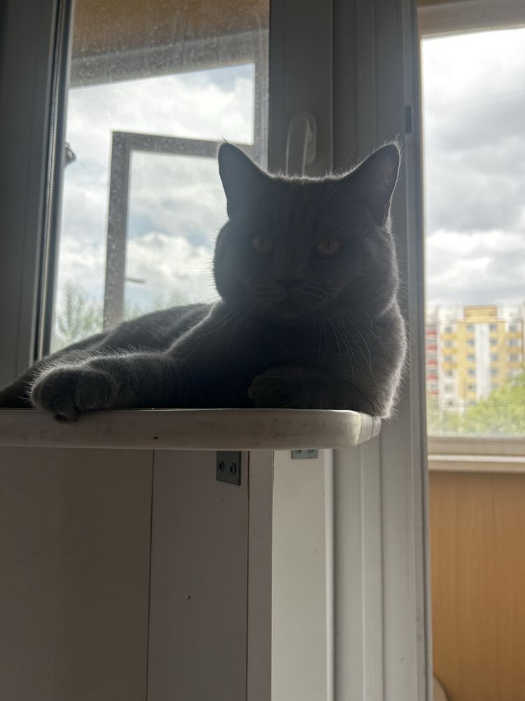 Кот породистый. Умный. Ласковый