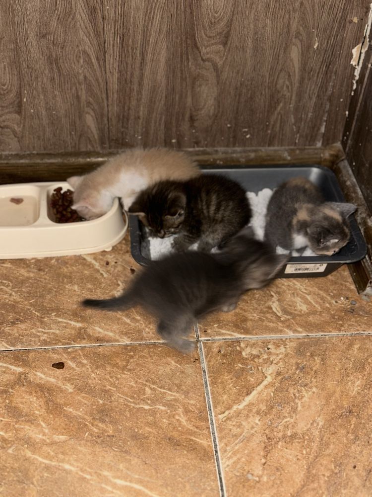 Отдам 4 котят,2 девочки, 2 мальчика, мать породистая