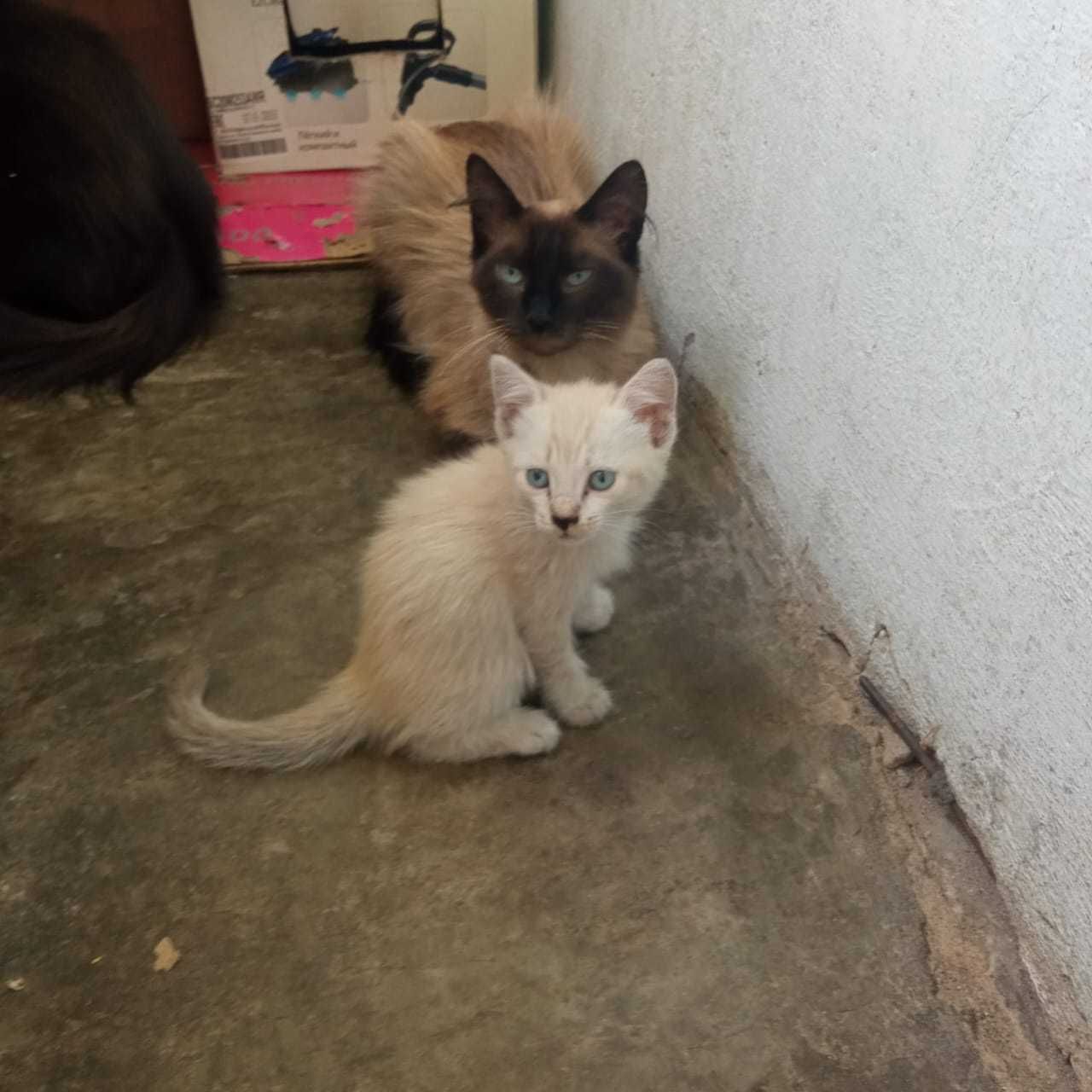 Котята крысоловы в добрые руки