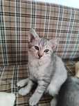 Отдам котят в хорошие руки!