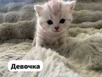 Шотландские мраморные котята — бронирование