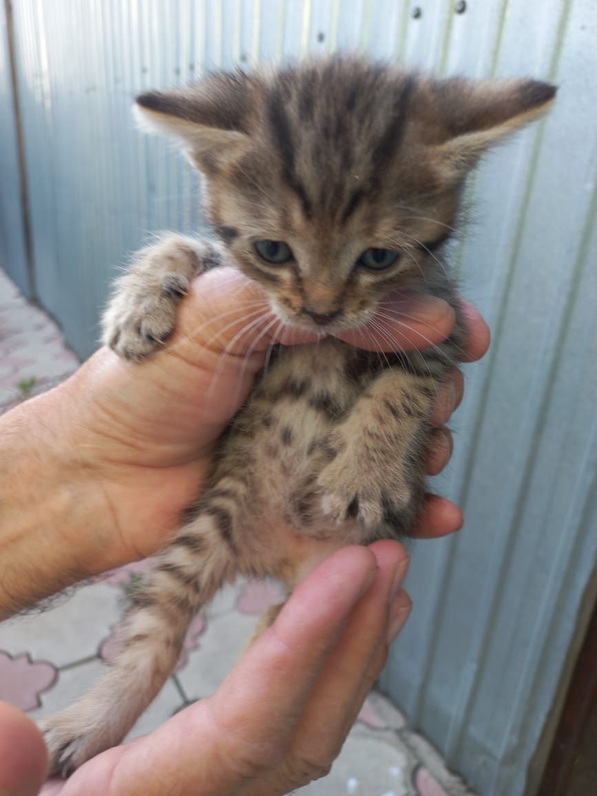 Отдадим котиков .