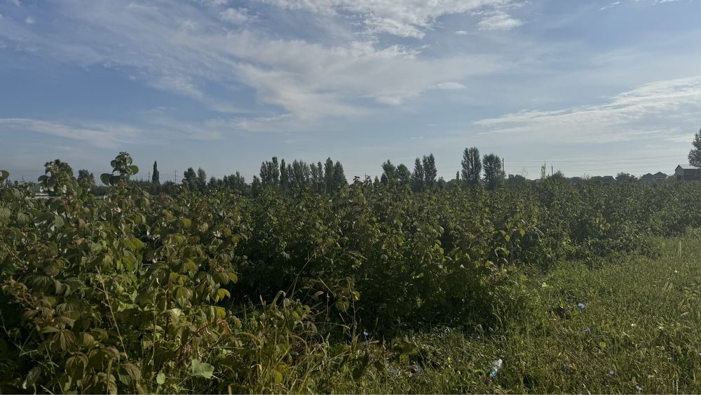 Саженцы ремонтантный малины