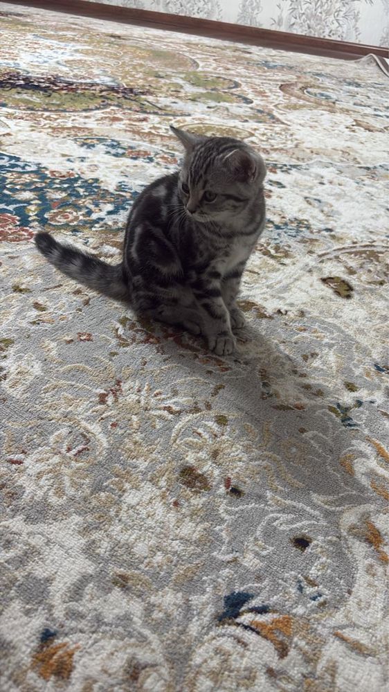 Котенок породистая шотланка короткошерстенная