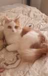 Отдам котика в добрые руки