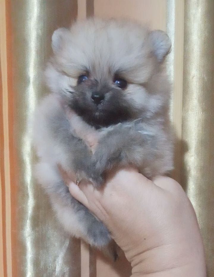 Шпицы мальчики ждут новую семью