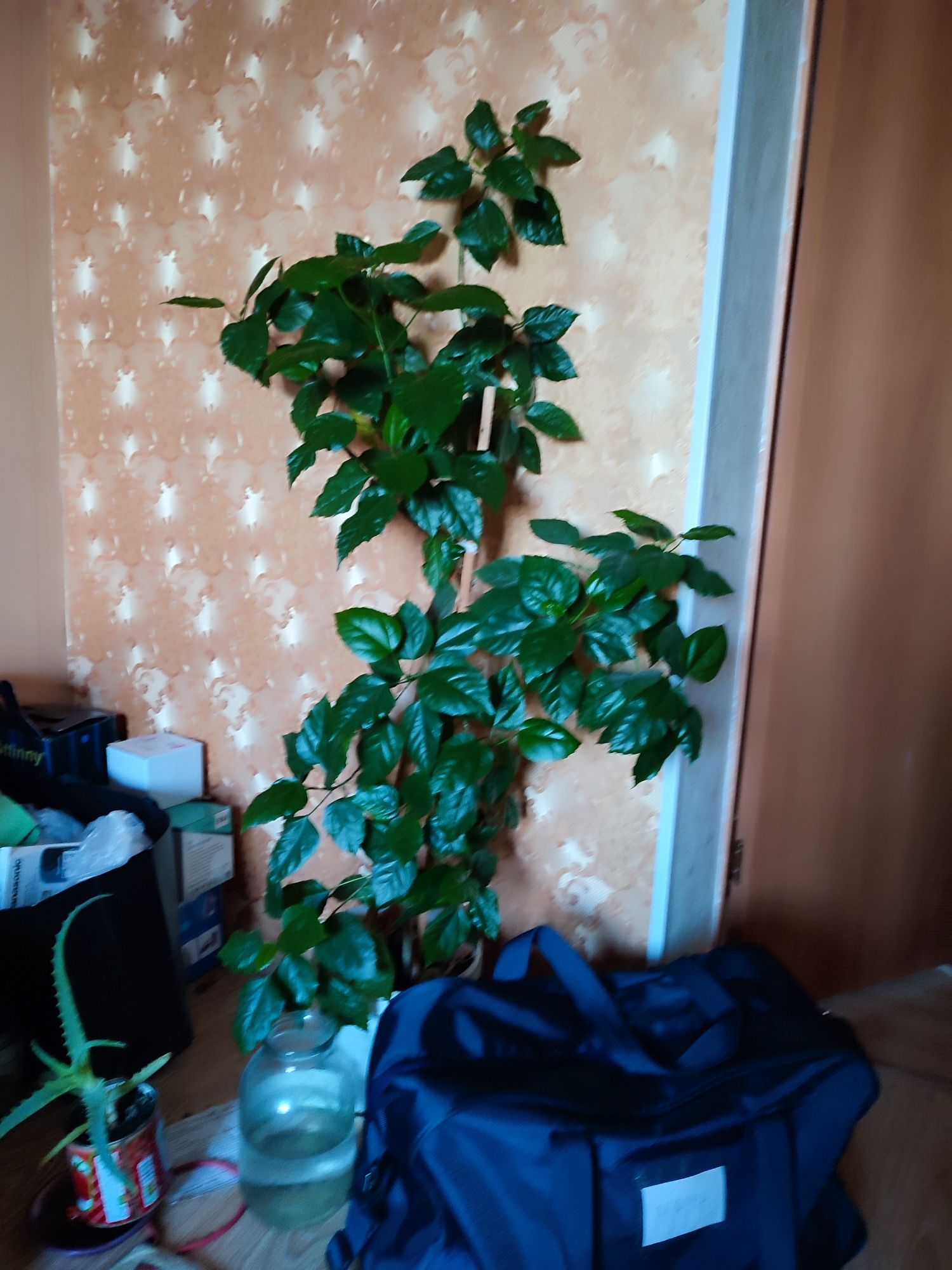 Продам китайскую розу комнатную