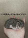 Отдам в добрые руки котят метисов