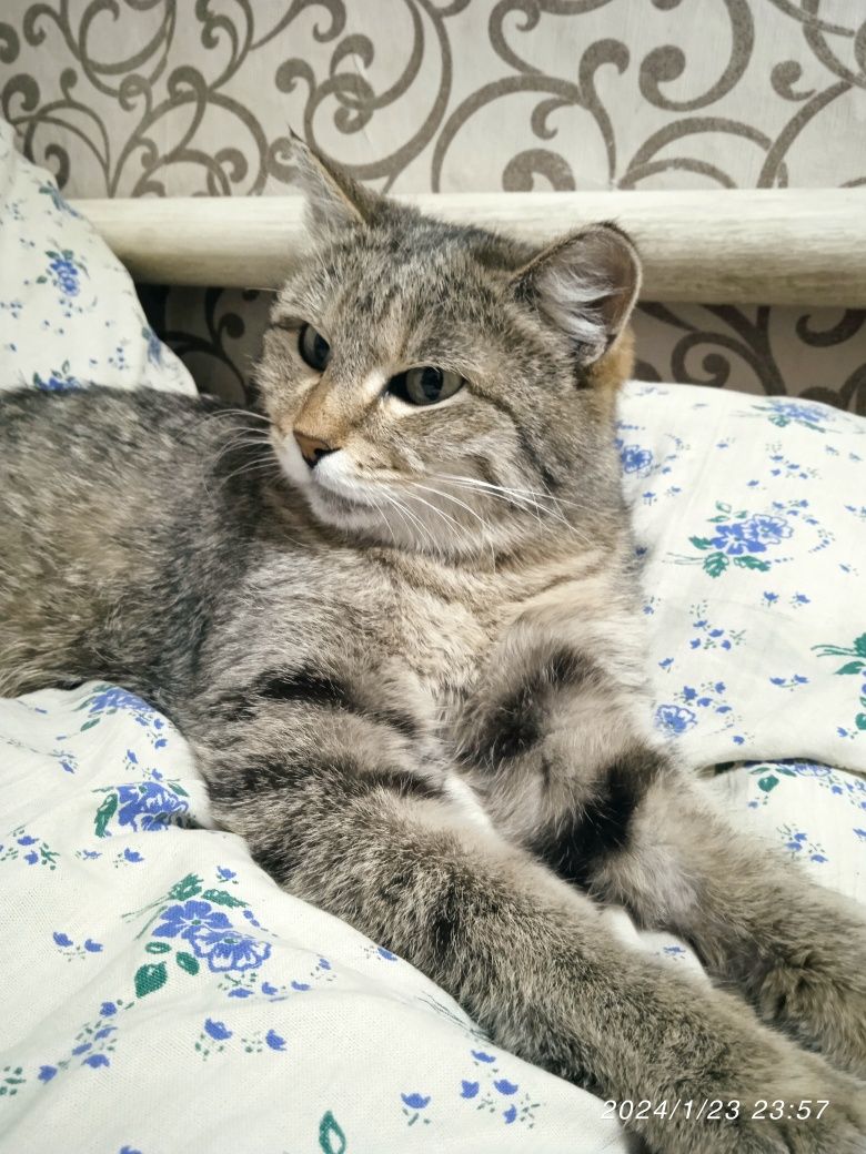 Отдам кошка добрые руки