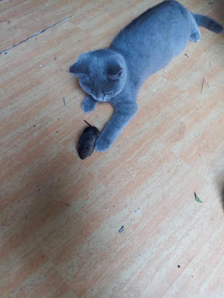 отдам котенка в хорогие добрые руки