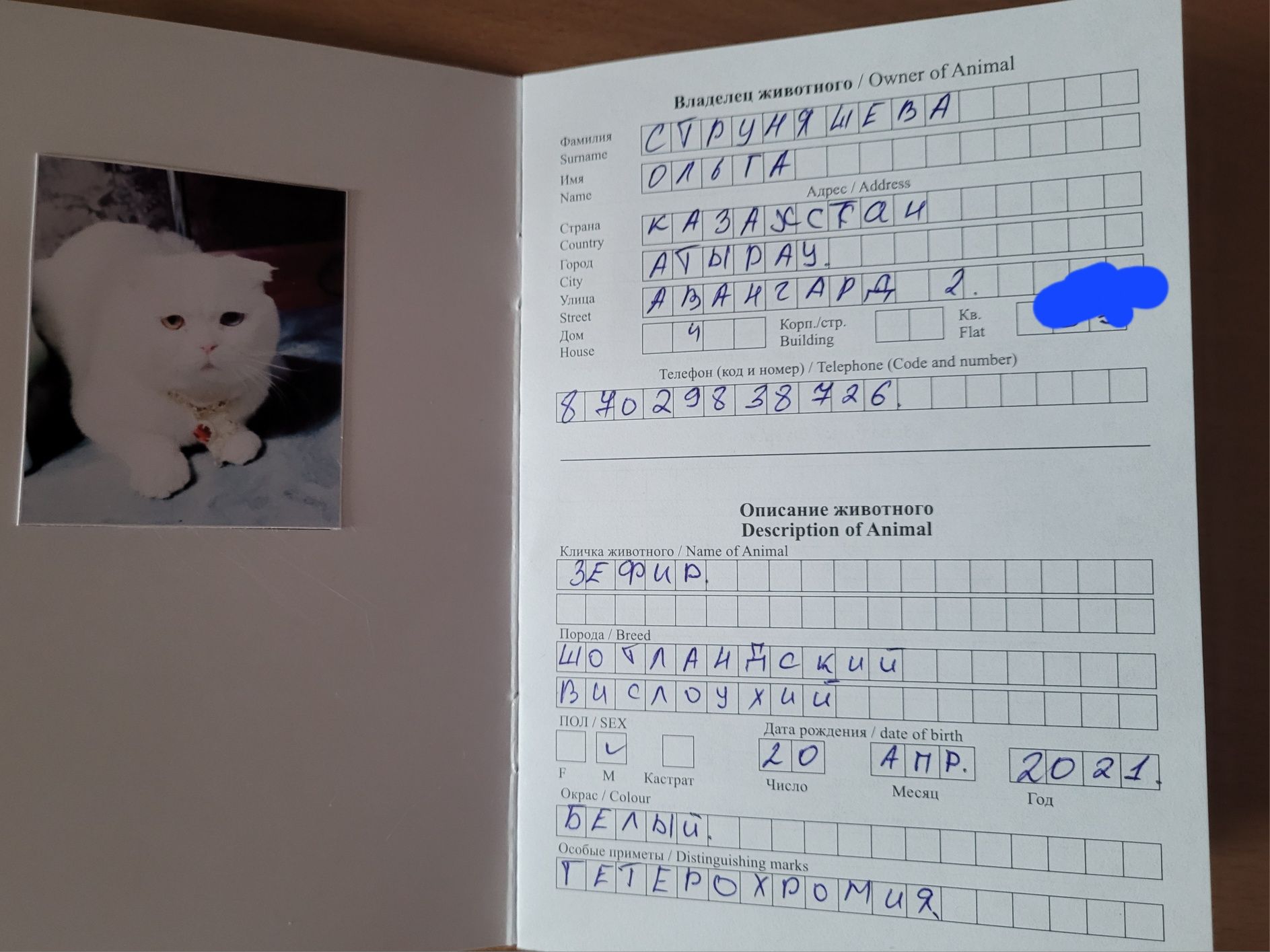 Вязка кот шотландский вислоухий с разноцветными глазами