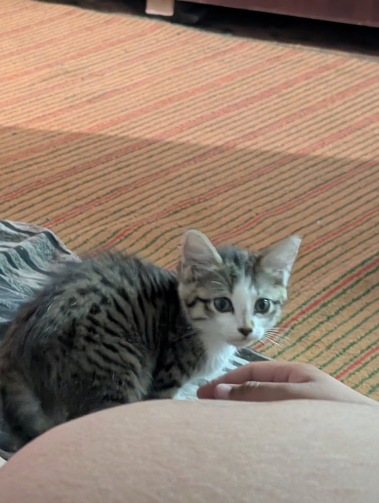 Отдам двух котят