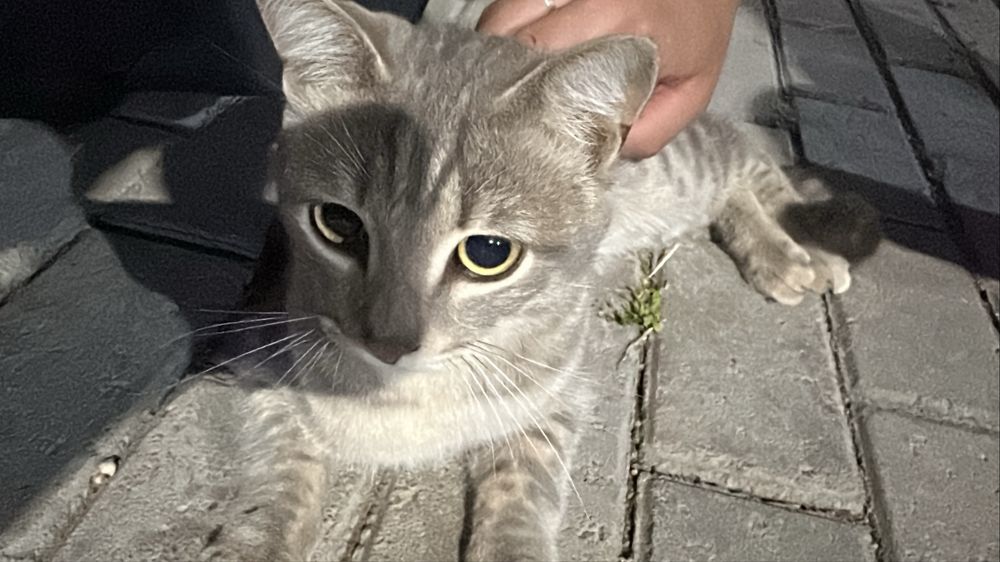 Котик ищет дом.
