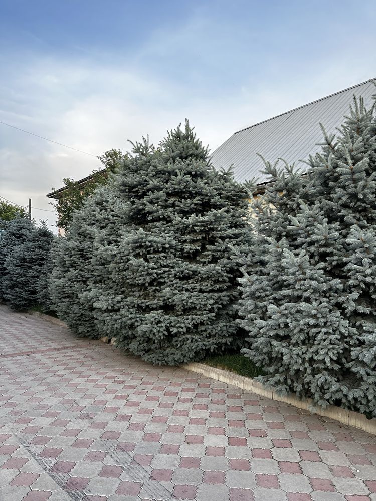 Продам Голубые Ели, крупномеры от 3-8 метров