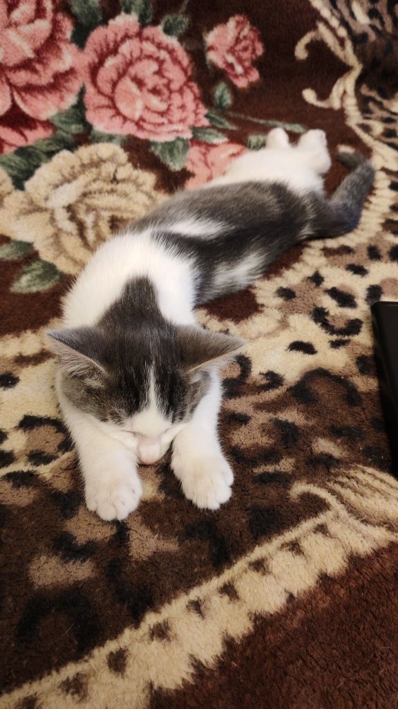 Котенок ищет семью 3-4мес