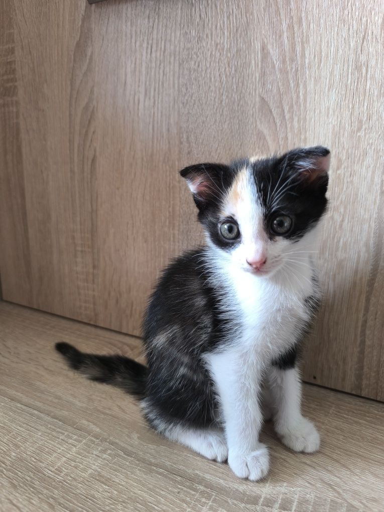 Котенок отдам в добрые руки