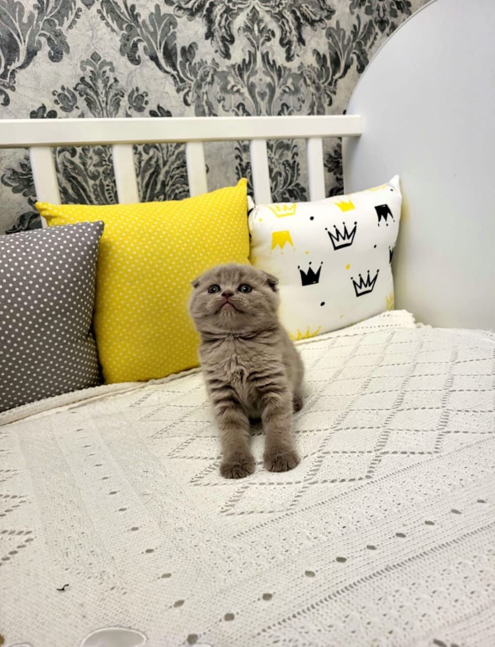 Скоттиш Фолд и Страйт.