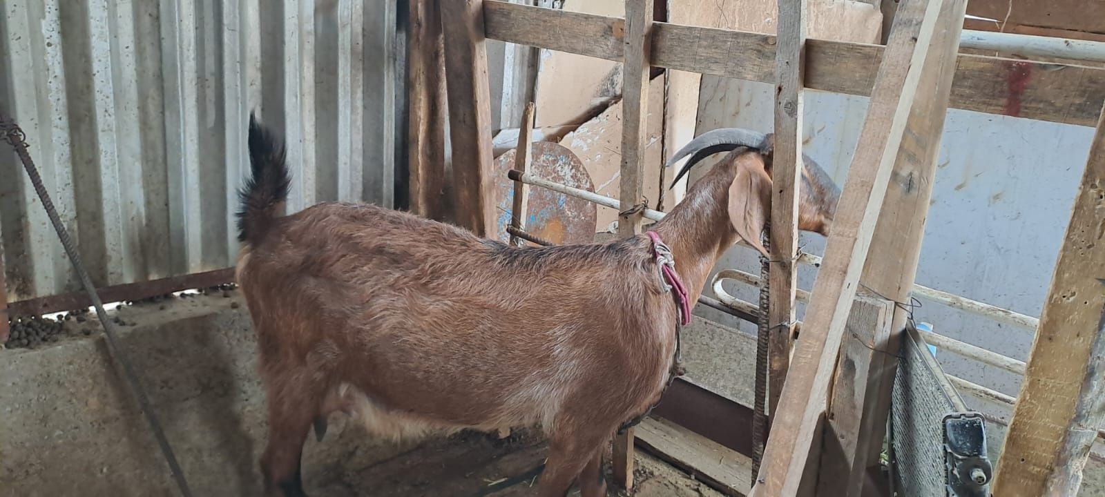Алпийский ешкі сатылады, 2лағымен