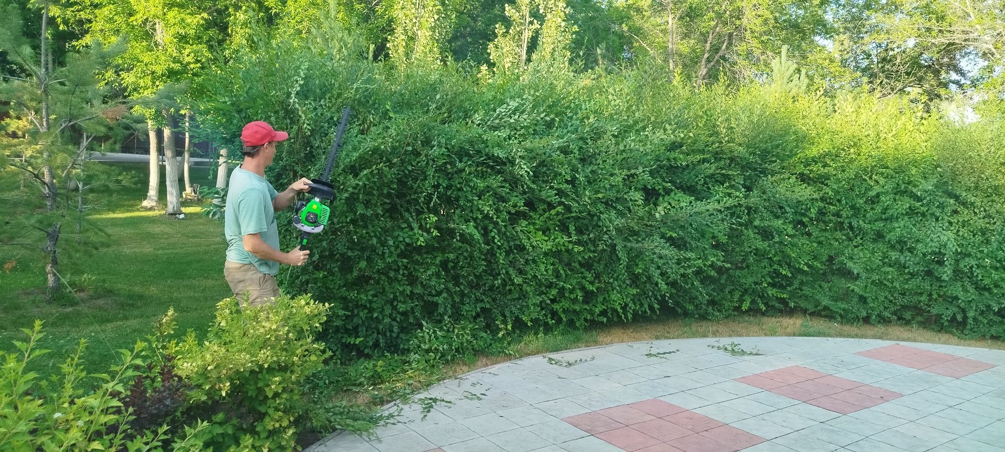 Живая изгородь обрезка