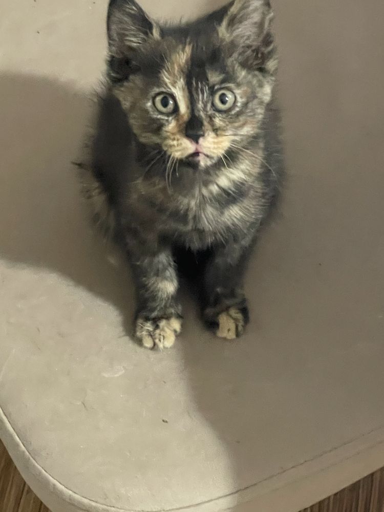 Котенок черепашка