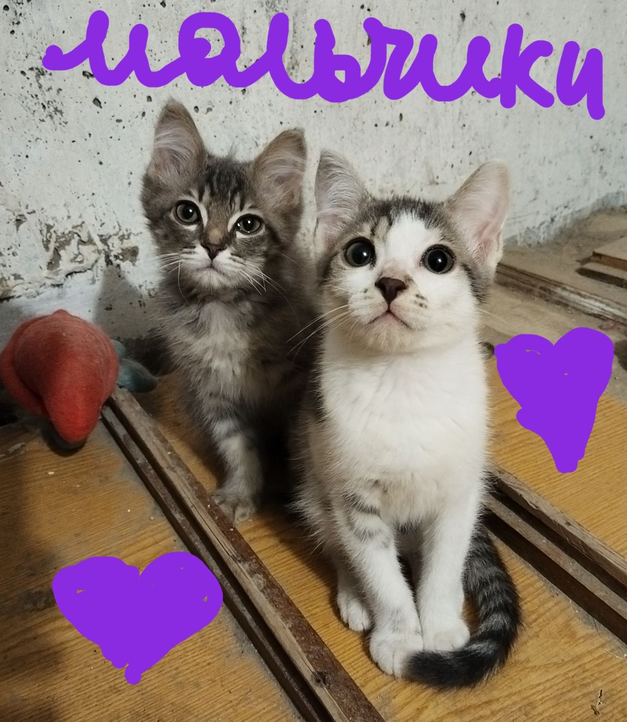 Котятки ищут дом!