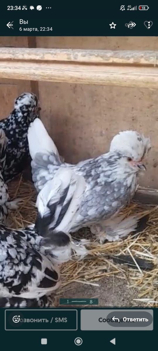 Инкубацион яйцо японских карлик куры.