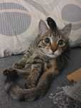 Передержка кота/кошки в квартире — без других животных