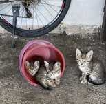 Отдам котят в хорошие руки