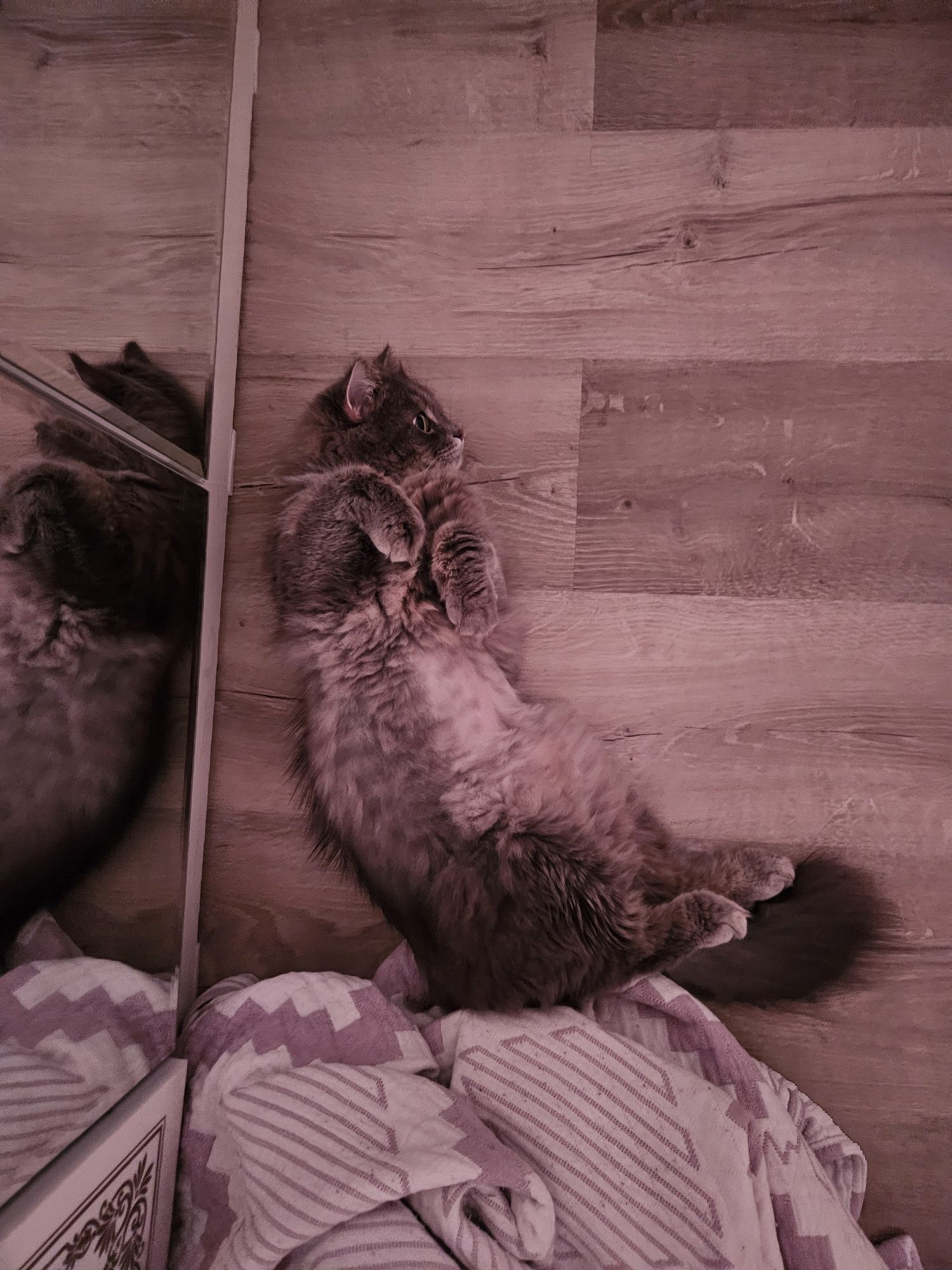Передержка кошек и котов