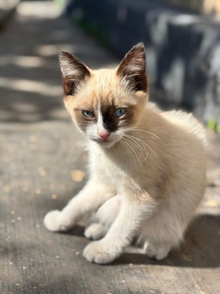Отдам котят даром