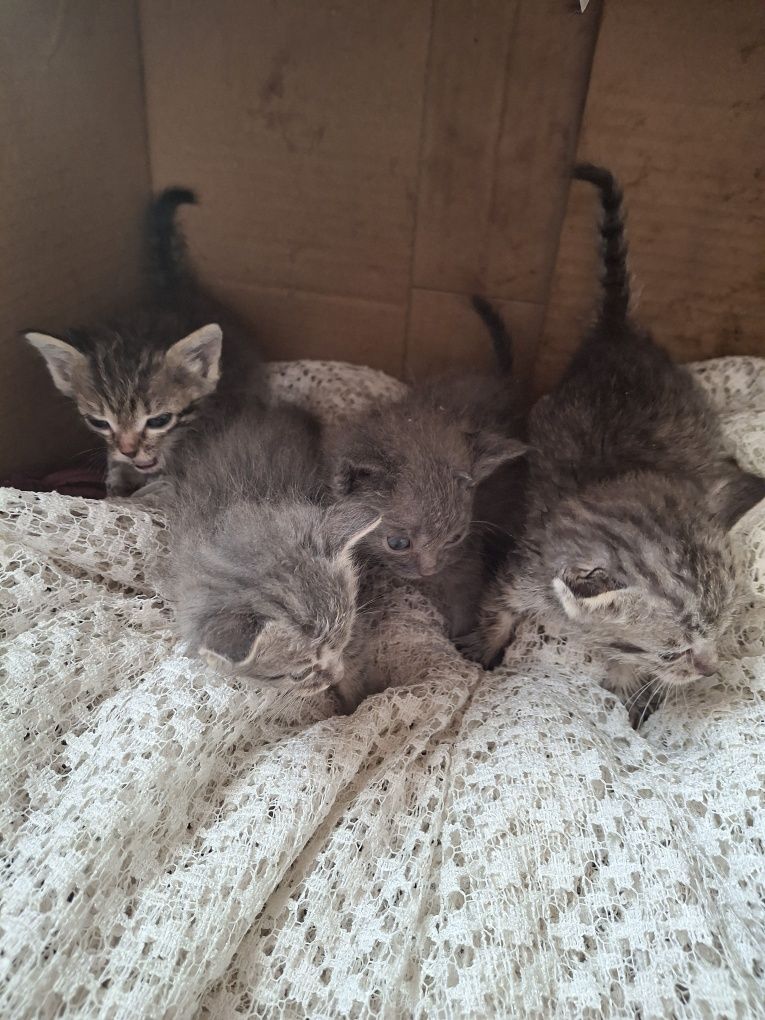 Котята маленькие