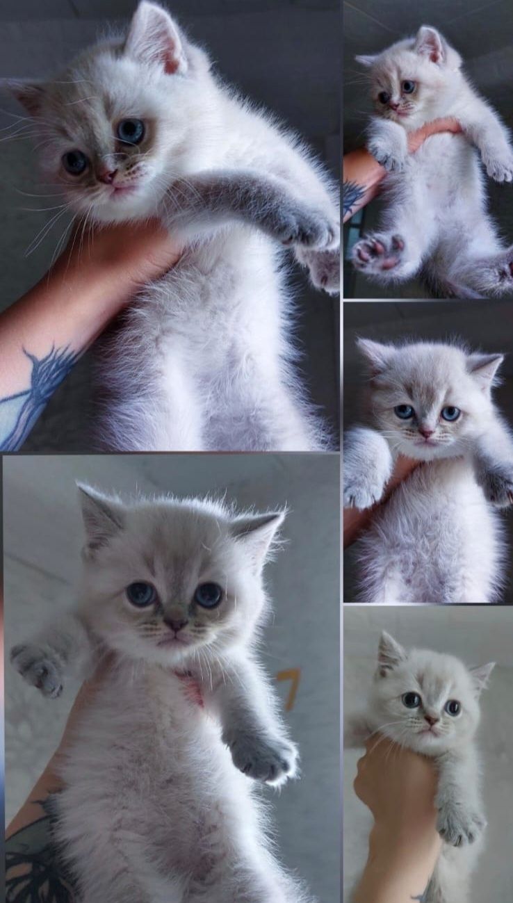 Вязка, Кот Британская шиншилла