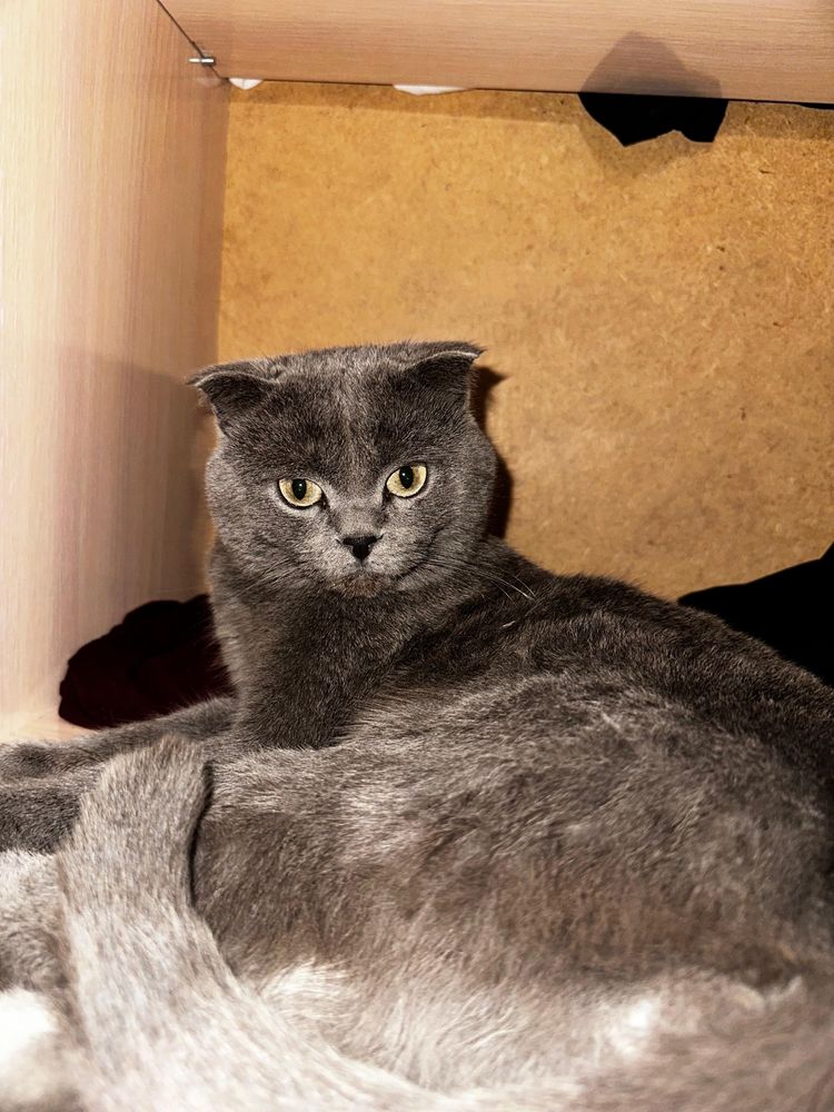 Продаются породистые котята