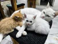 Отдам котят срочно