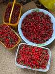Продам Вишню Каскелен