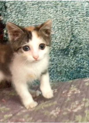 Котята кошка ищут семью и дом