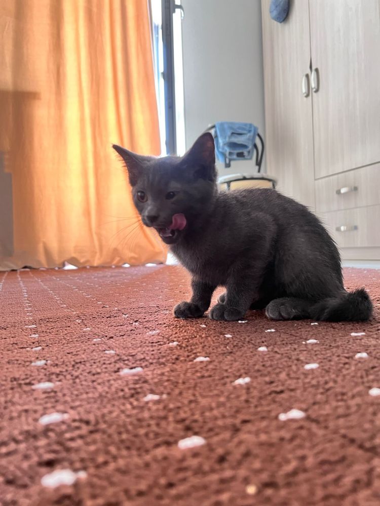 Отдам в добрые руки