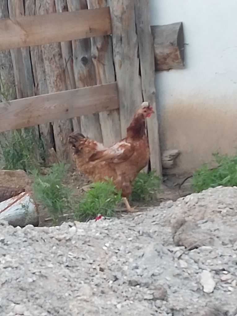 Продается курицы, тауық сатылады