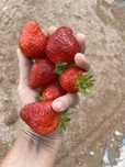 Продам саженцы клубники сорт Фурор